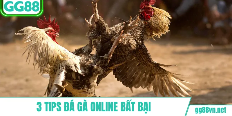 3 tips chơi đá gà online bất bại