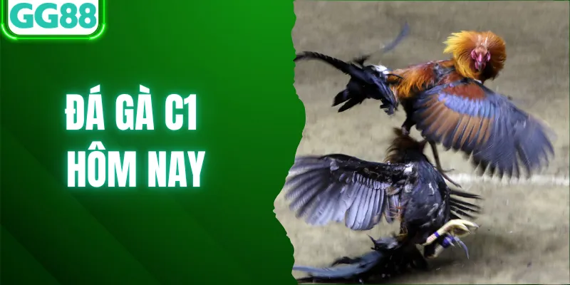 Link Xem Đá Gà C1 Hôm Nay Chuẩn, Full HD Mới Nhất