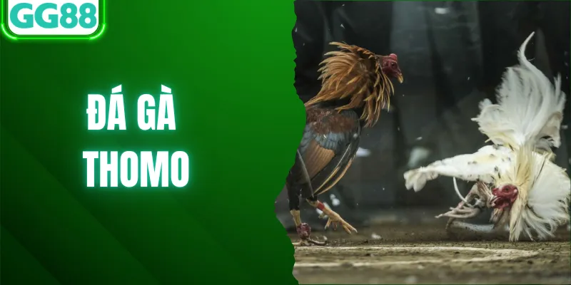 Tổng Hợp Kinh Nghiệm Đá Gà Thomo Hay Cần Biết 2026