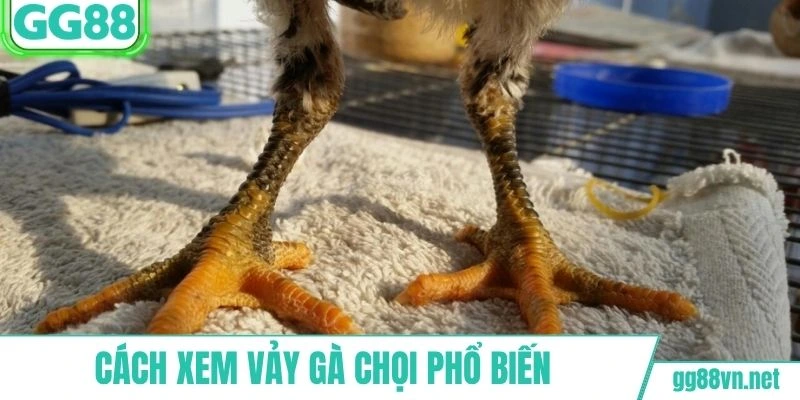 Xem vảy thông qua một số loại phổ biến hiện nay